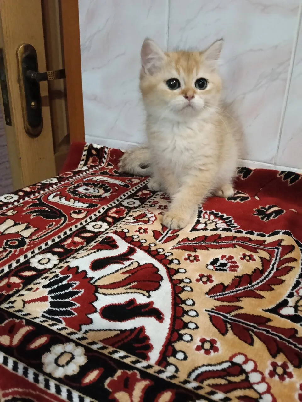 Продам кошечку и котика золотая шиншилла, Донецк