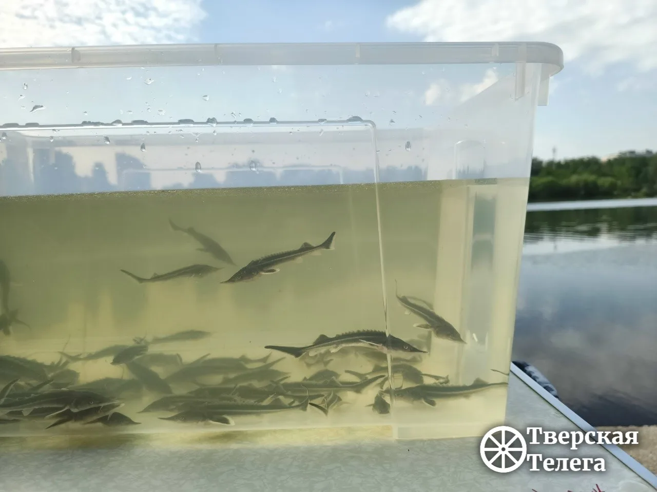 Жизнь большой реки 🌊  Сегодня, в официальный день Волги, специалисты выпустили акваторию реки в посё