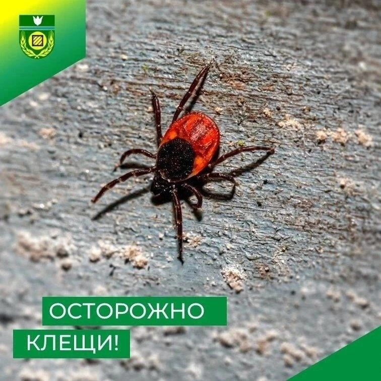 ВНИМАНИЕ – КЛЕЩИ ️