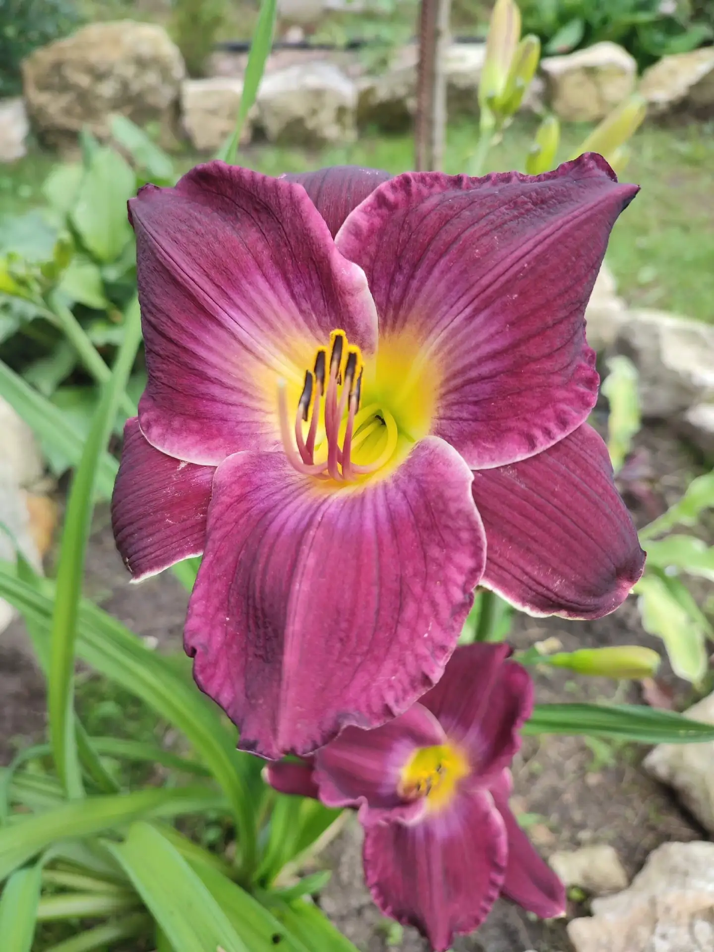 И я хочу поделиться с вами этой красотой 🤗😍 
Не перестаю любоваться ими 🥰

Не забудьте нажать ора