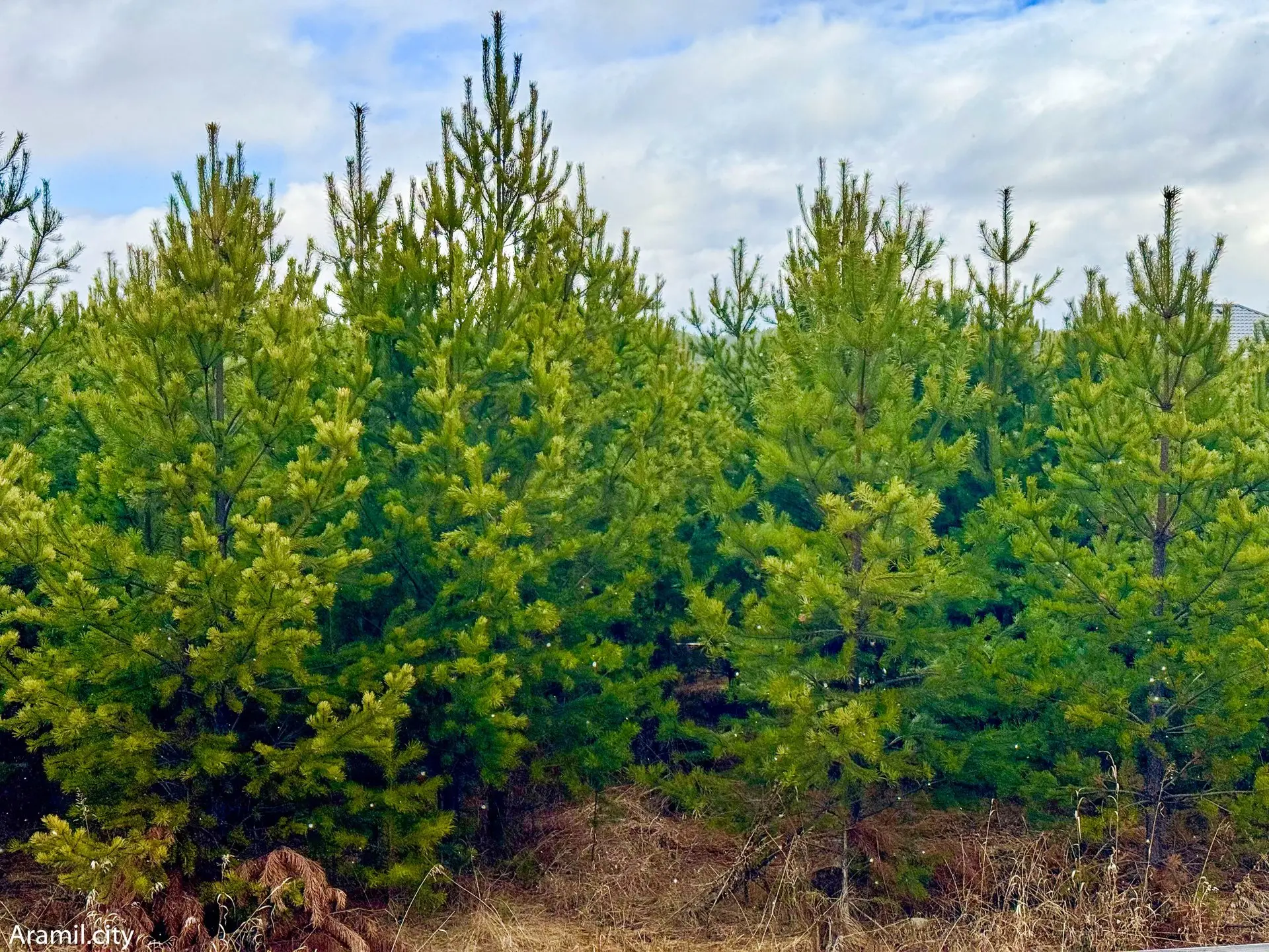 Сентябрь радует: грибники штурмуют сысертские леса ради небывалого урожая опят