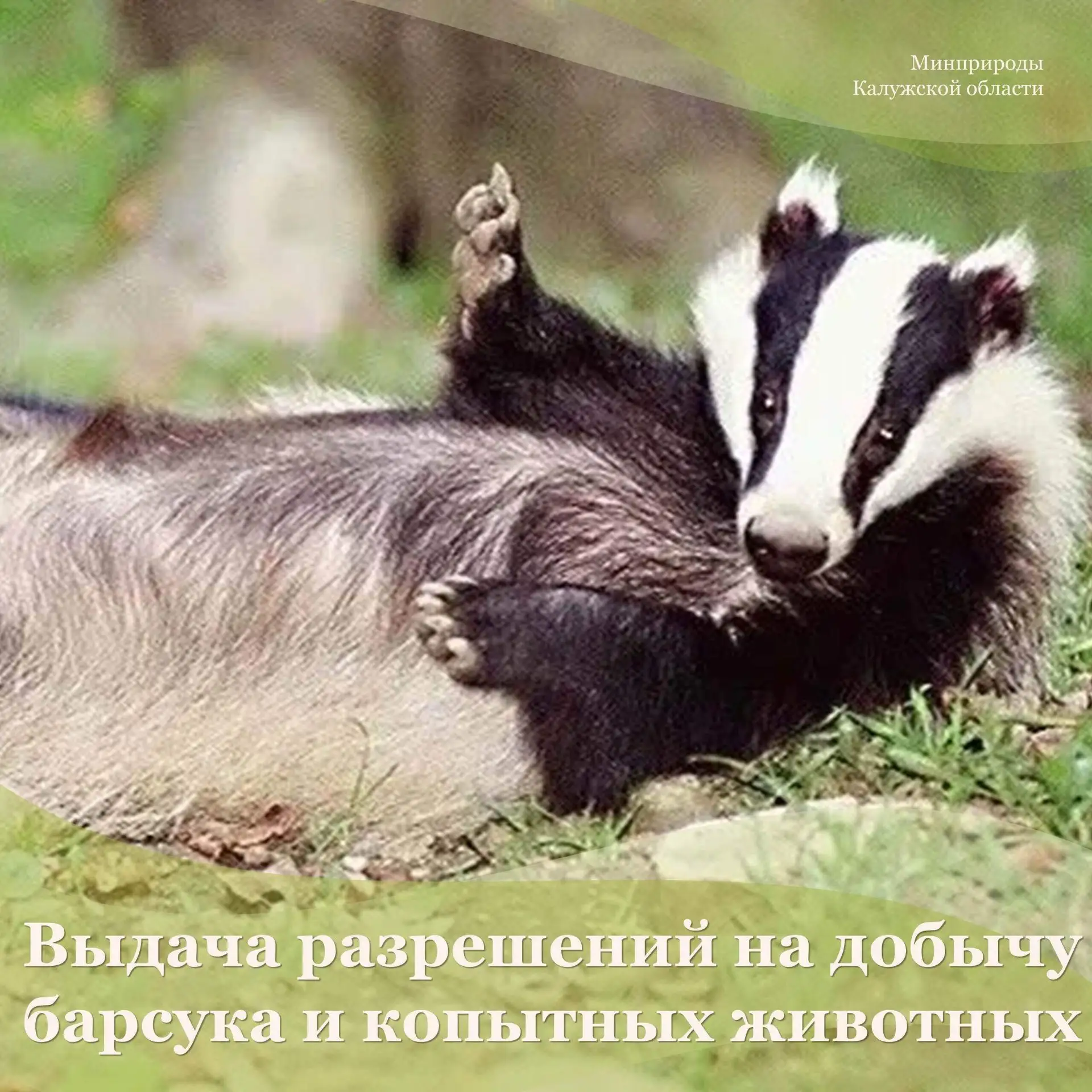 Выдача разрешений на добычу барсука и копытных животных

3 августа с 08.00 стартует приём заявлени