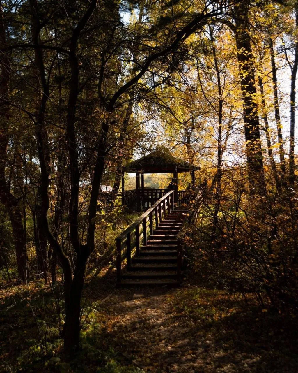🍂 Осень в Серебряном Бору