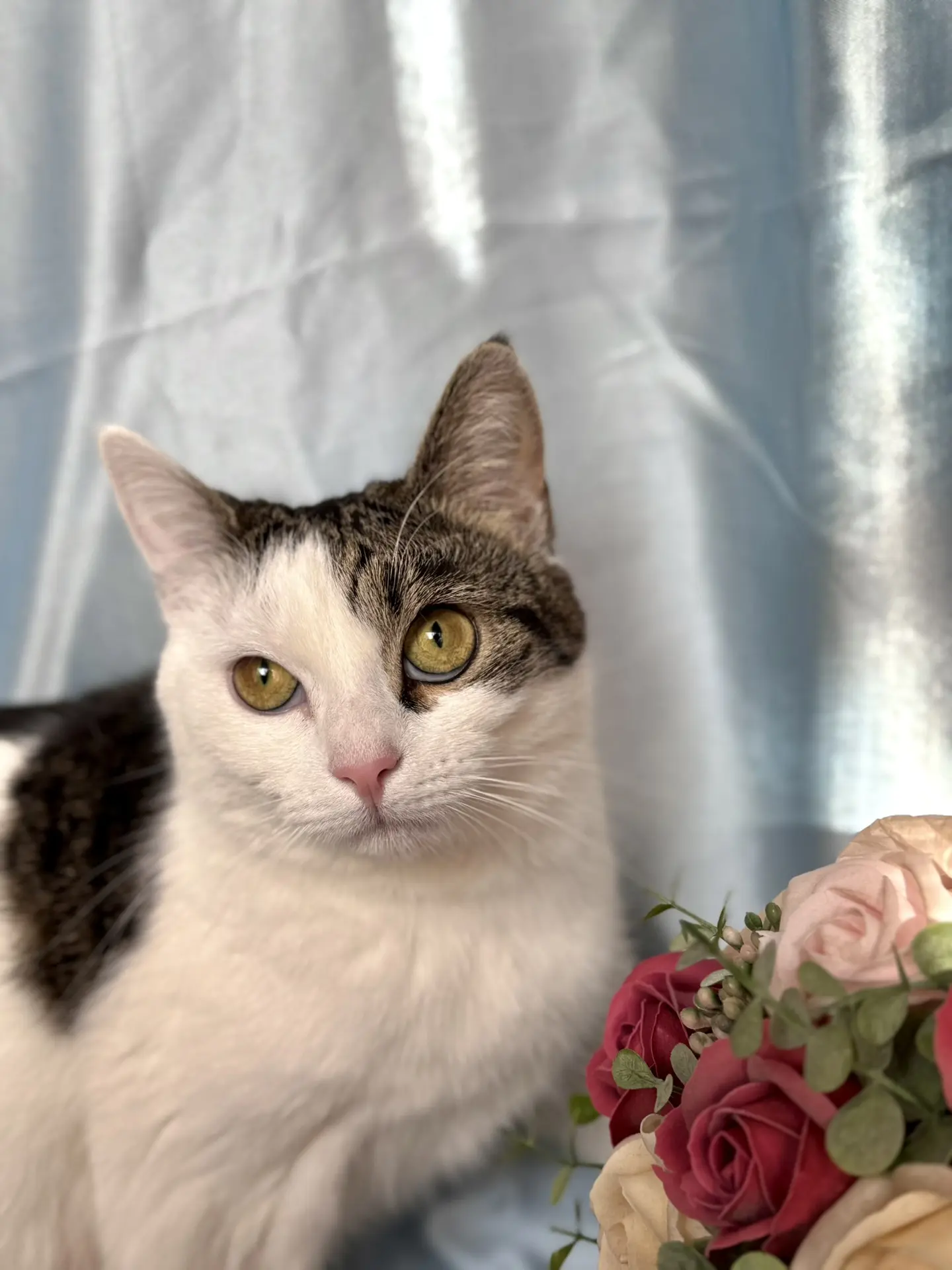 🐾 Внимание, онлайн-акция! Фотомарафон «Лапы, уши и хвосты» 🐶🐱
