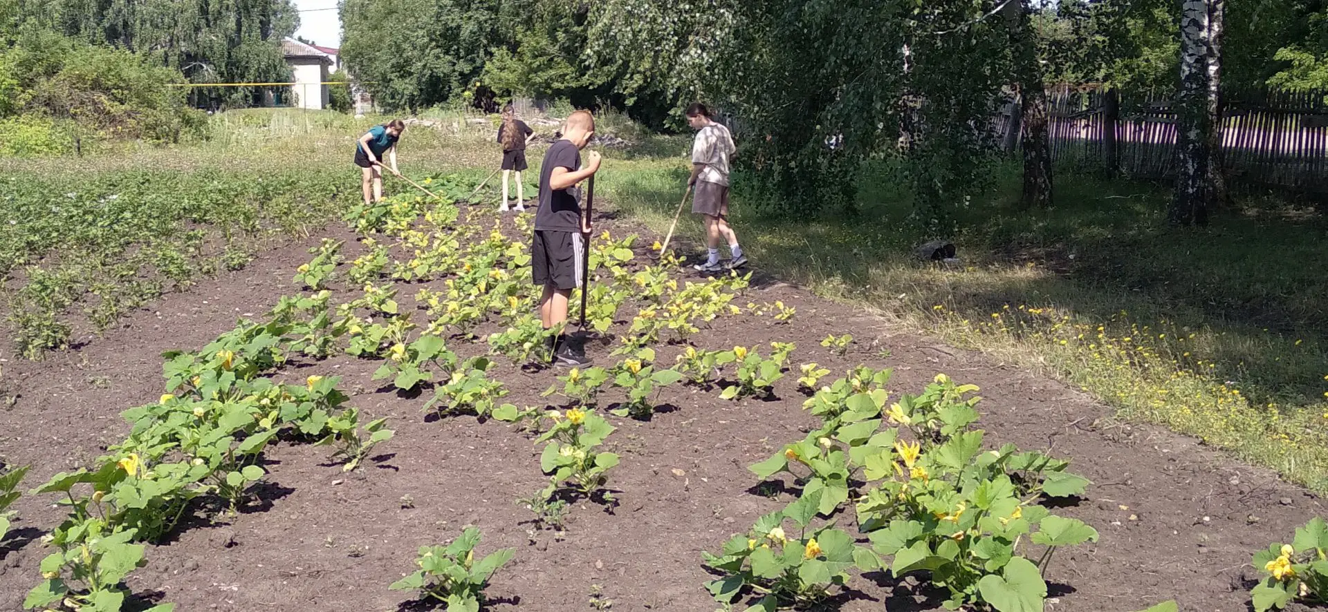 В рамках трудового воспитания ребята сегодня учились ухаживать за растениями.
