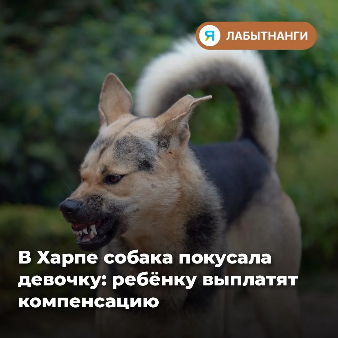 🐕 Опасная встреча у подъезда