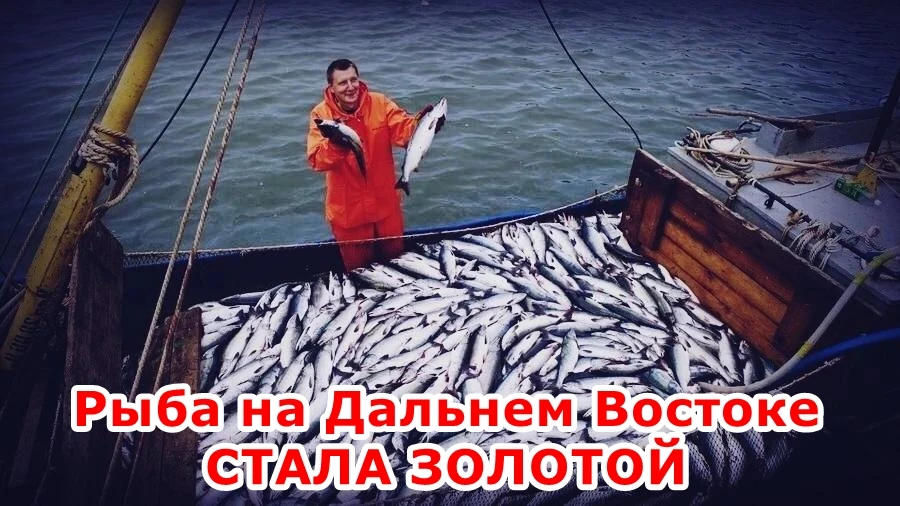 🐟 На Дальнем Востоке зафиксирован почти двукратный рост оптовых цен на горбушу – на 97...