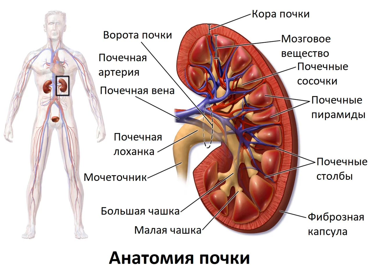 Анатомия почки