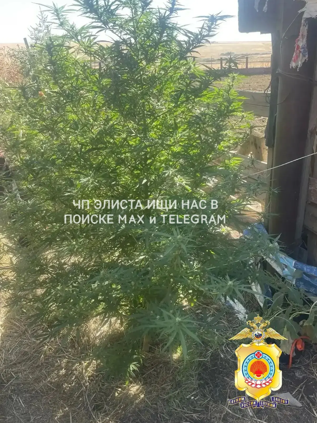 ❗️В Приютненском районе на обычной животноводческой стоянке нашли целый арсенал — 147 п...