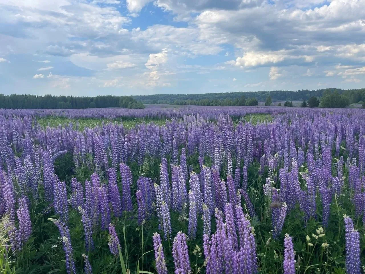 🌸 Поле люпинов невероятной красоты. Осинский район Пермского края

📍 Пермь
👉 Подписаться
🔥 Пермь
