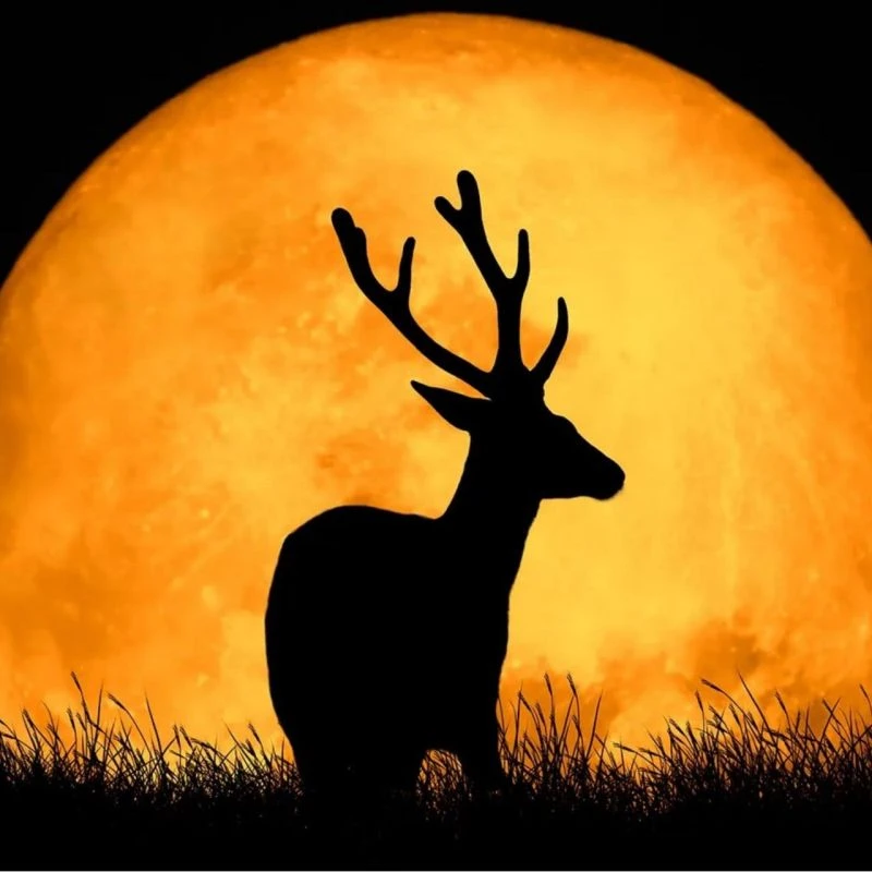 🌙 Оленья Луна: волшебное полнолуние в июле! 🌕

Привет, ребята! Знаете, что будет в конце июля? Нас