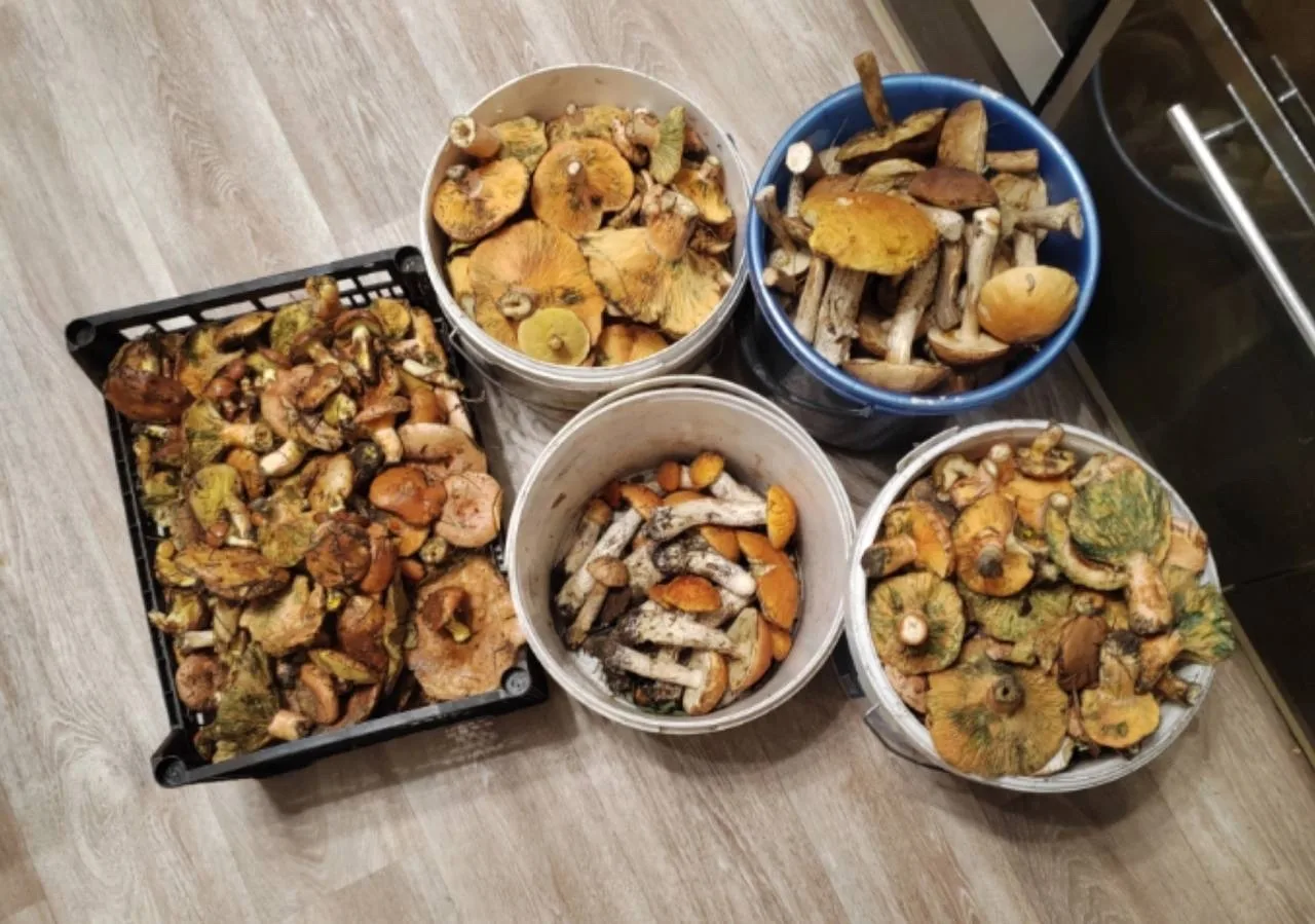 🍄‍🟫После продолжительных дождей в лесах можно встретить огромное количество грибов

НЕ ЗАБУДЬ ПОДП