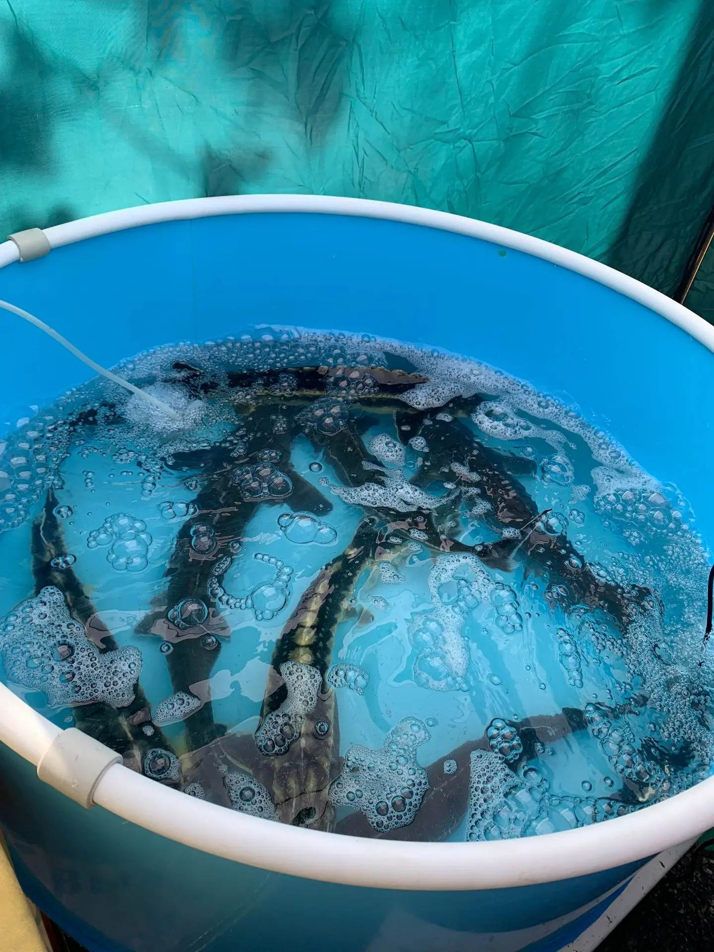 Специалистами ЛВСЭ «Краснодарская-10» за истекший период 2026 года проведено более 30 осмотров парти