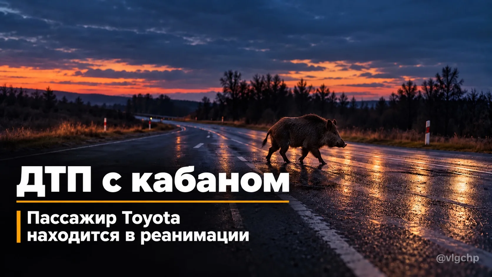 На трассе Волгоград — Котельниково — Сальск произошло ДТП с диким животным.