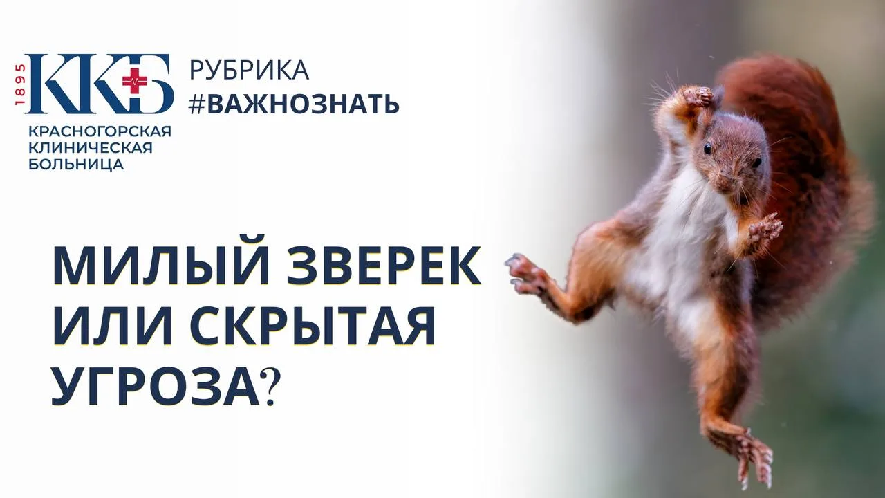 🐿️ Красногорская больница напоминает: кормить белок с рук — небезопасно. Недавний случ...