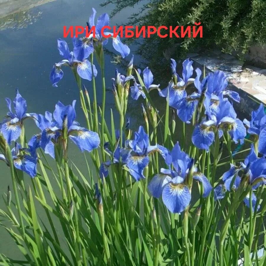 👱‍♀ МНОГОЛЕТНИЕ ТРАВЯНИСТЫЕ ДЛЯ ВЛАЖНЫХ МЕСТ