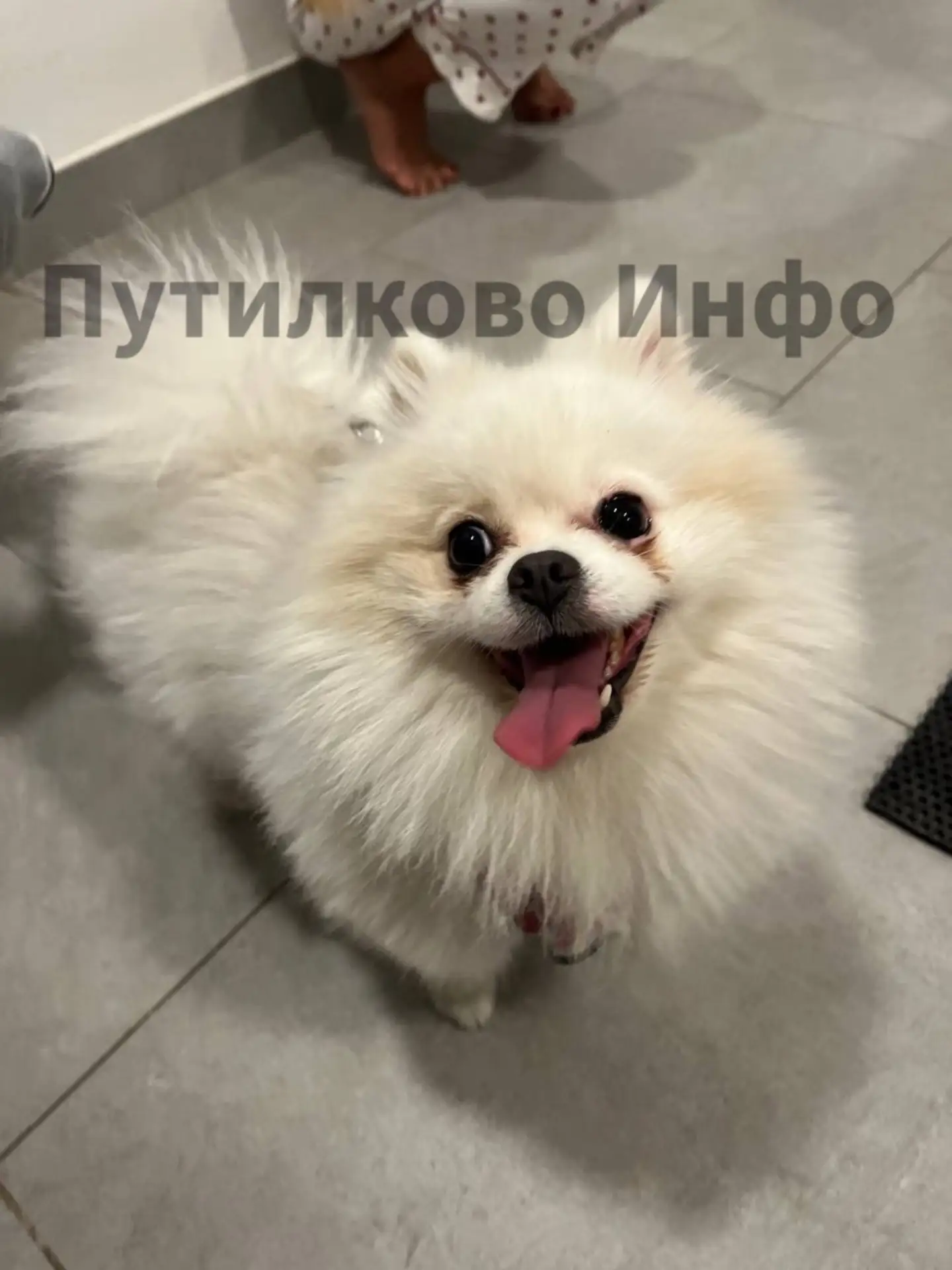 #нампишут #бп #потеряшка

На Вольной улице найдена собака, мальчик. Если кто-то знает хозяев, обраща