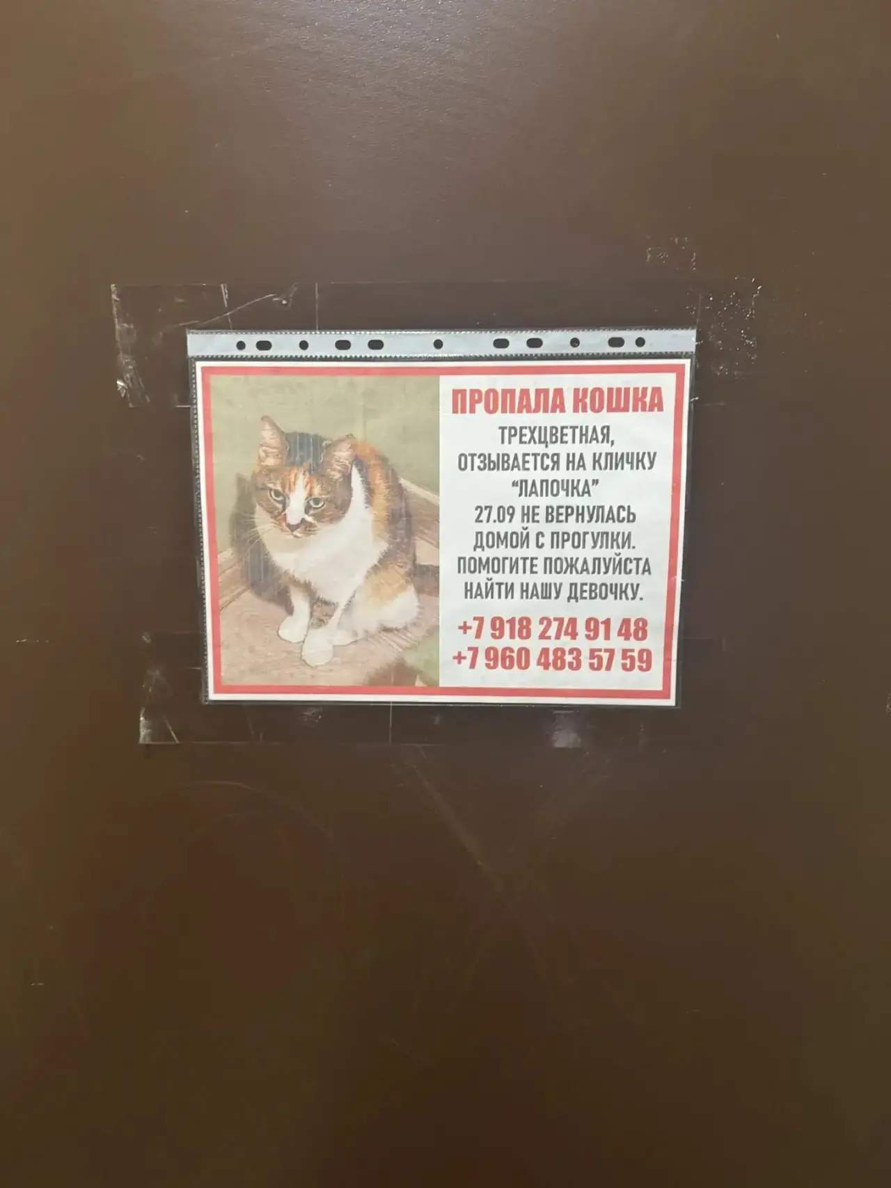 Потерялась кошечка