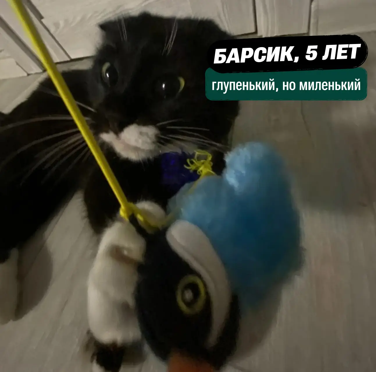 🦊 В эфире — наша самая милая рубрика #зверопятница

Каждую неделю вы присылаете фото своих питомцев
