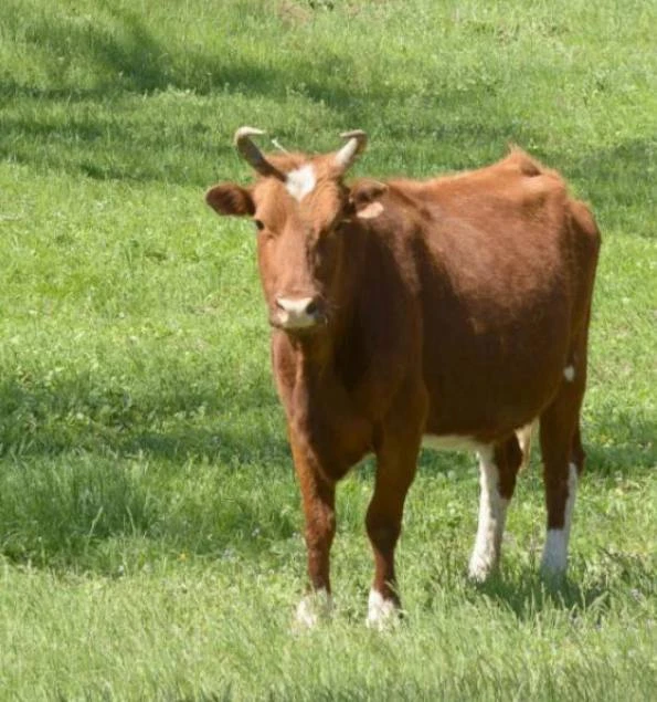 🐄 В Воронежской области выросло производство молока и яиц.