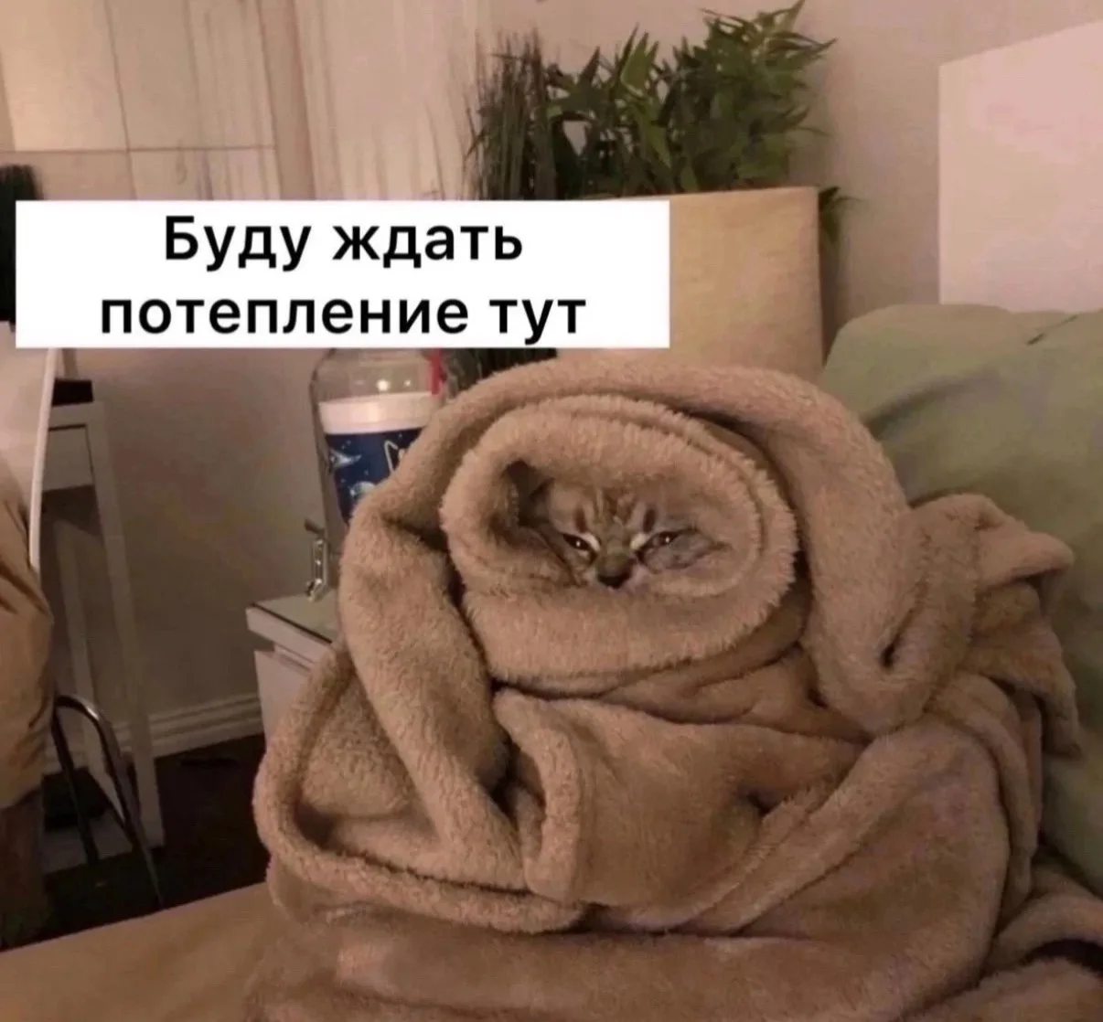 🥶 Заморозки до −3 и туман ожидаются в Тульской области