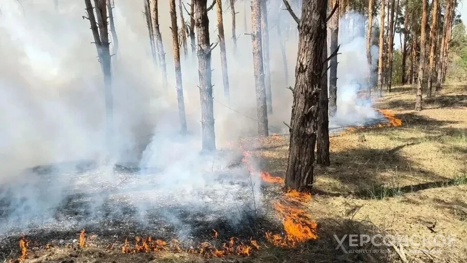 Свыше 20 лесных пожаров ликвидировали в Херсонской области в августе