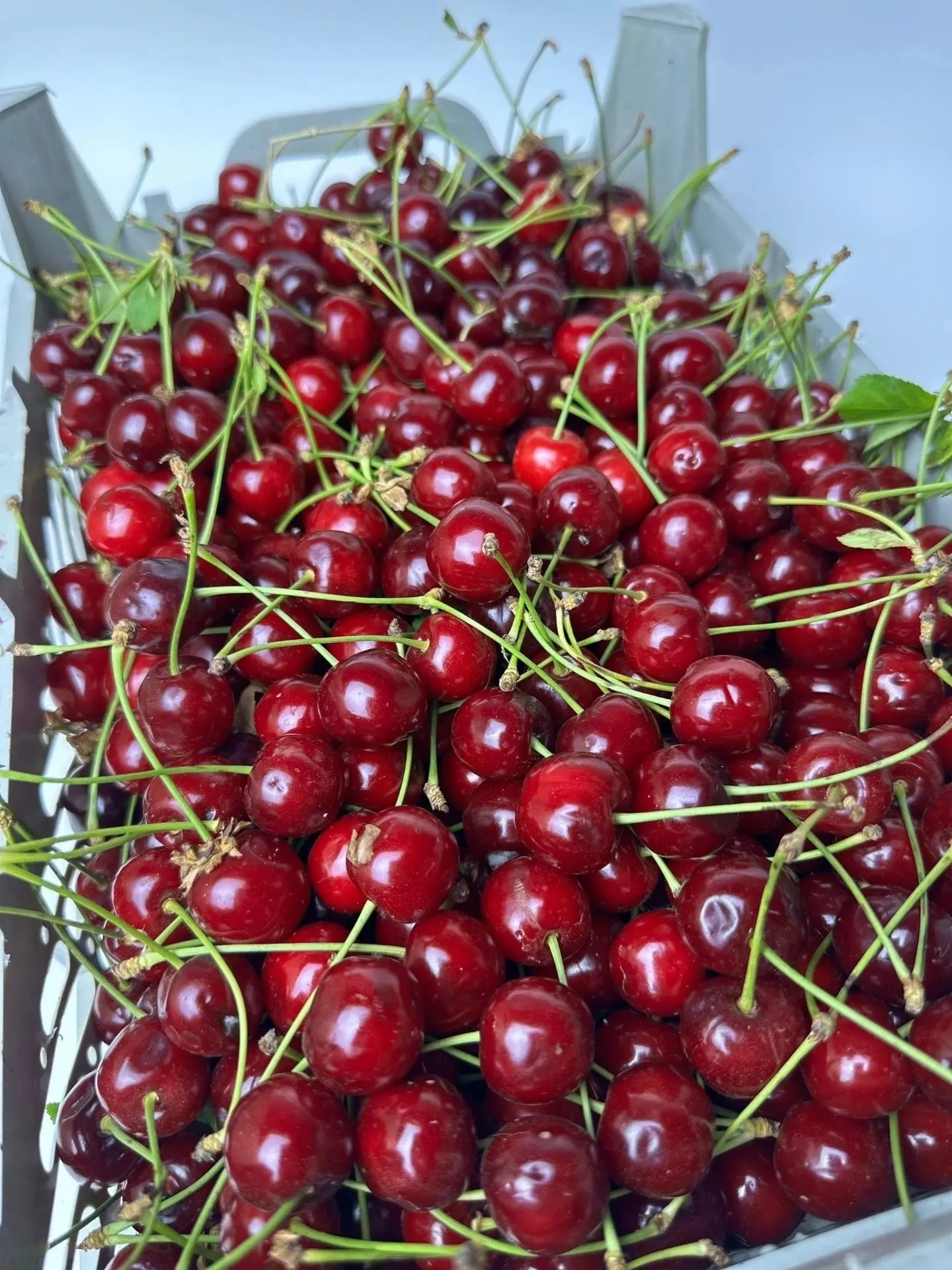 Вишня, ящик 5 кг 🔥🔥🔥