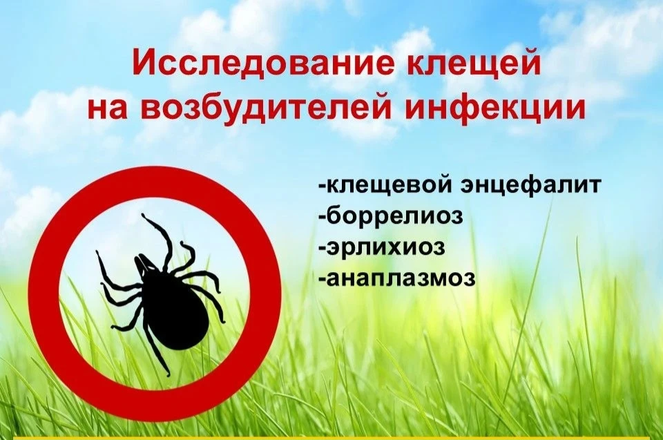 Осторожно, клещи!