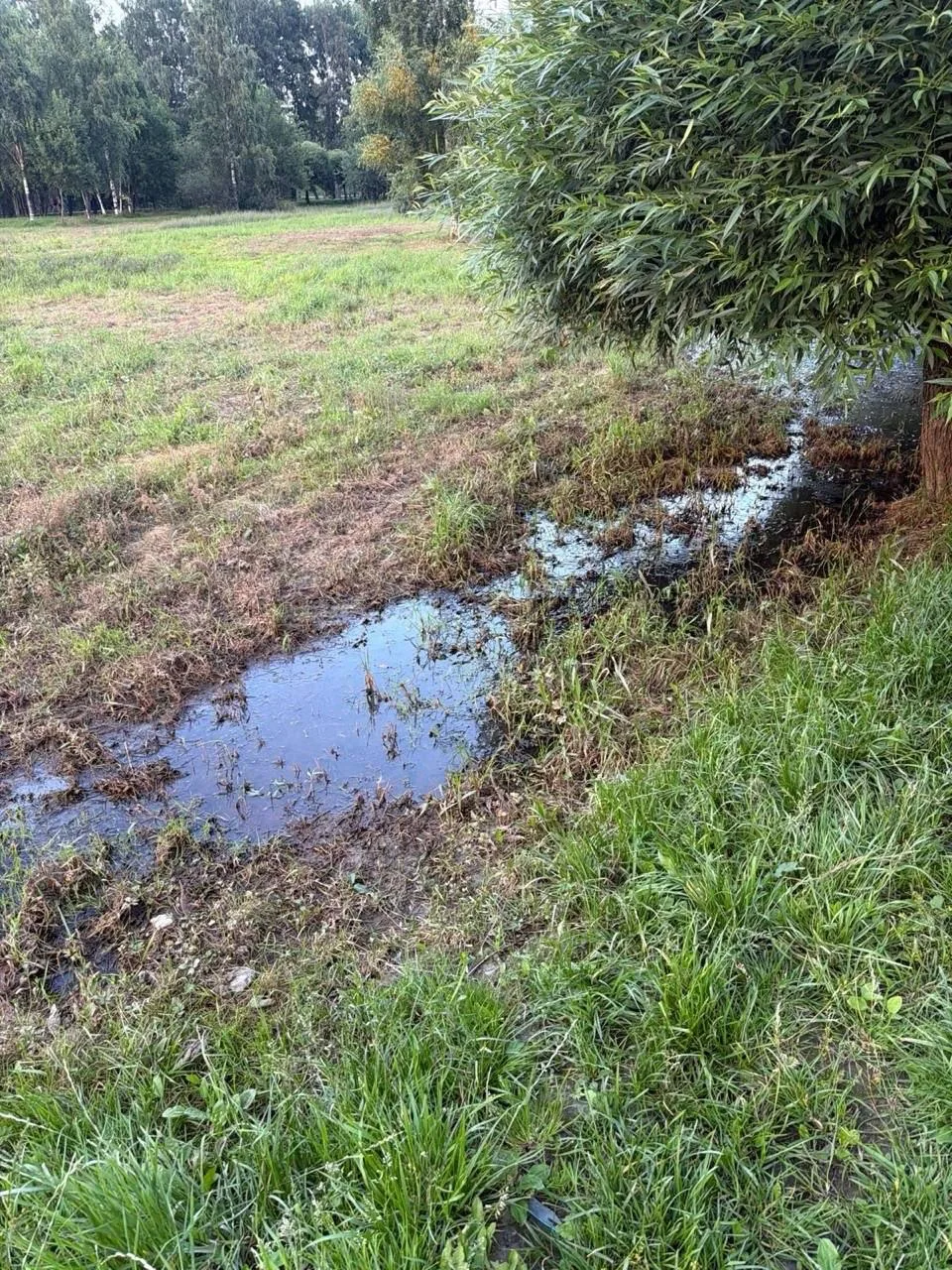 🤢 После потопа в парке Оккервиль появился неприятный запах

Последствия недавнего подтопления до си
