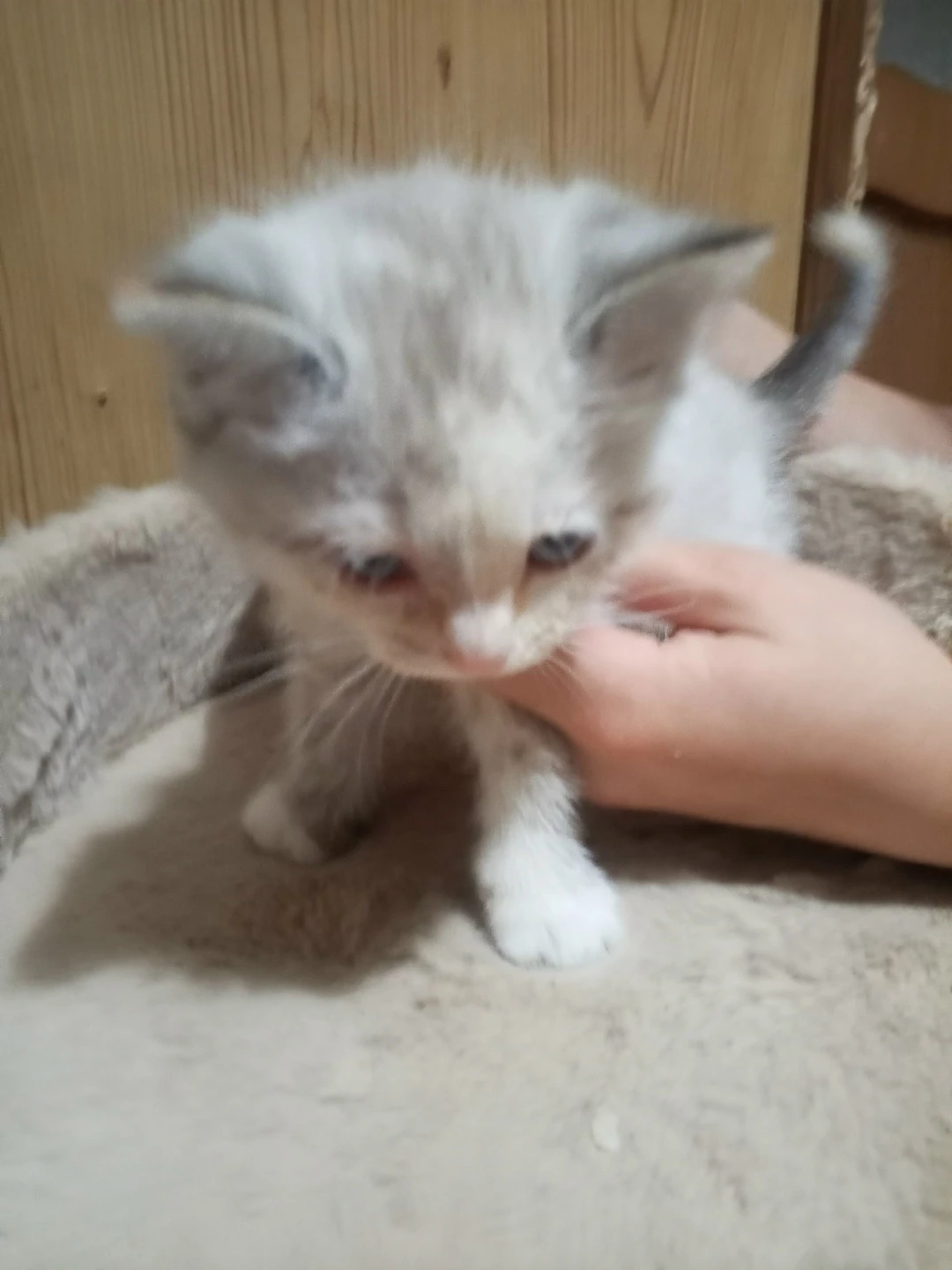 Отдаём в хорошие руки маленькие комочки. Рождены 14 августа. Мальчик и девочка. Кушают ...