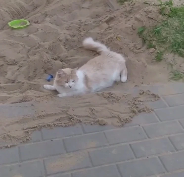 😿 В Рождественском убили кота Персика — любимца всего ЖК