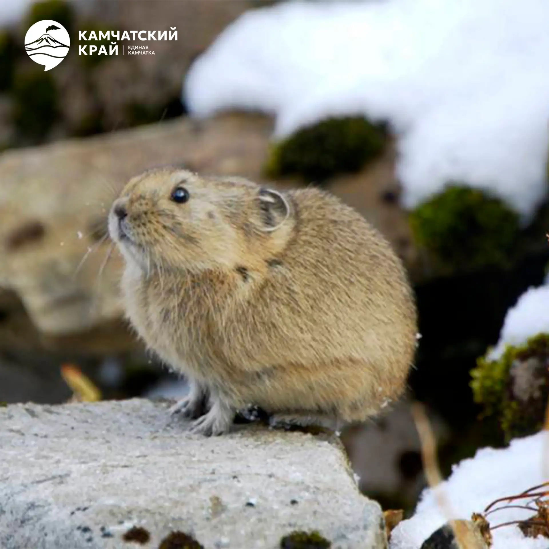 🐭 Камчатская северная пищуха — крошечный зверёк с круглыми ушками и пушистым тельцем, ...