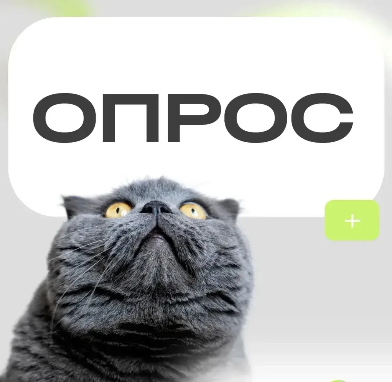 Какая птица является самой крупной в мире?🦅
