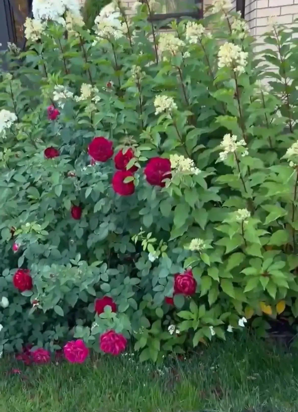 🌳 «Учителя вне школы»: когда за цветами — не к флористу, а к директору! 🌸
