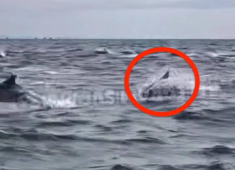 🐬 Стая дельфинов у острова Аскольд попала на видео