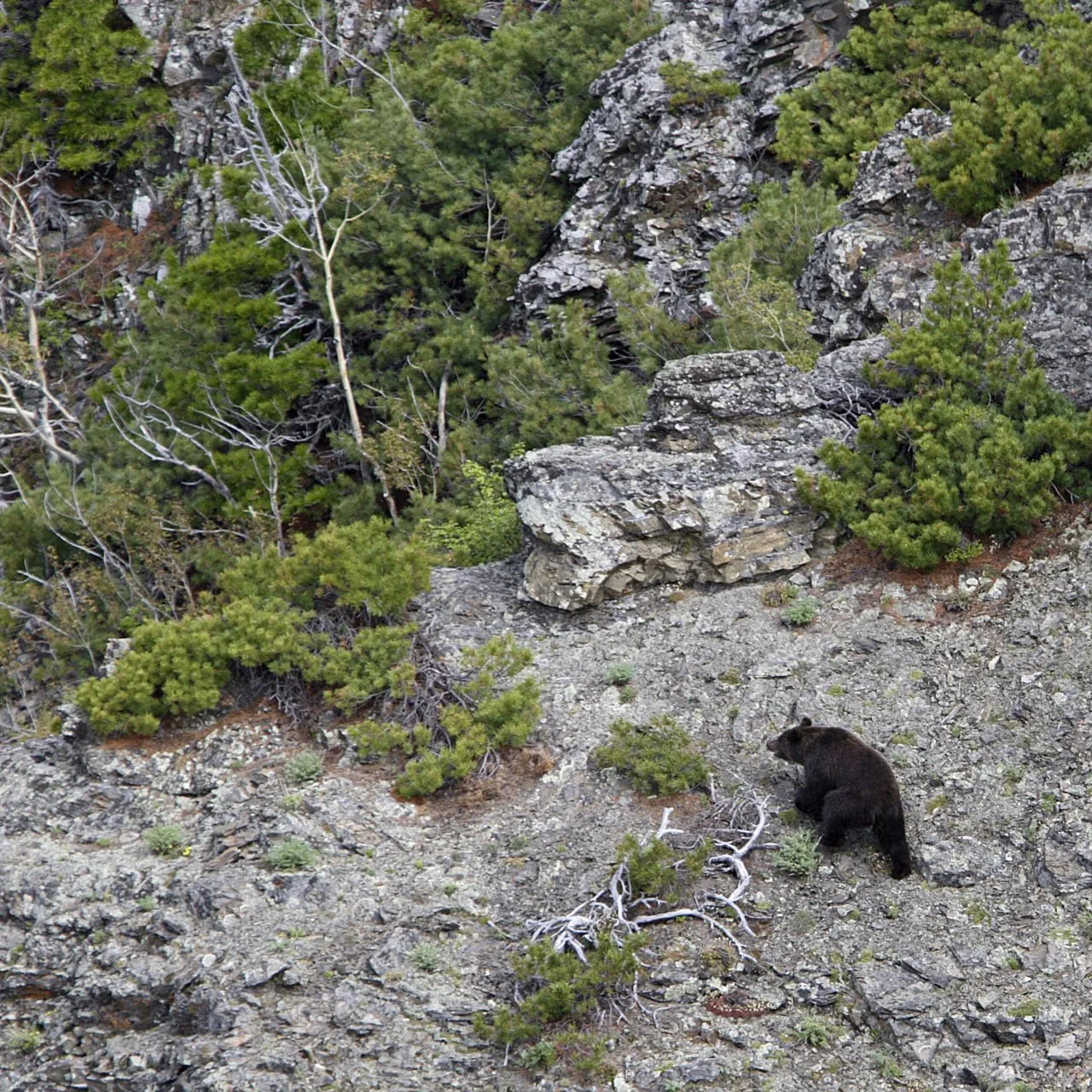 🐻В Иркутской области ликвидировали более 340 агрессивных медведей, сообщил губернатор ...