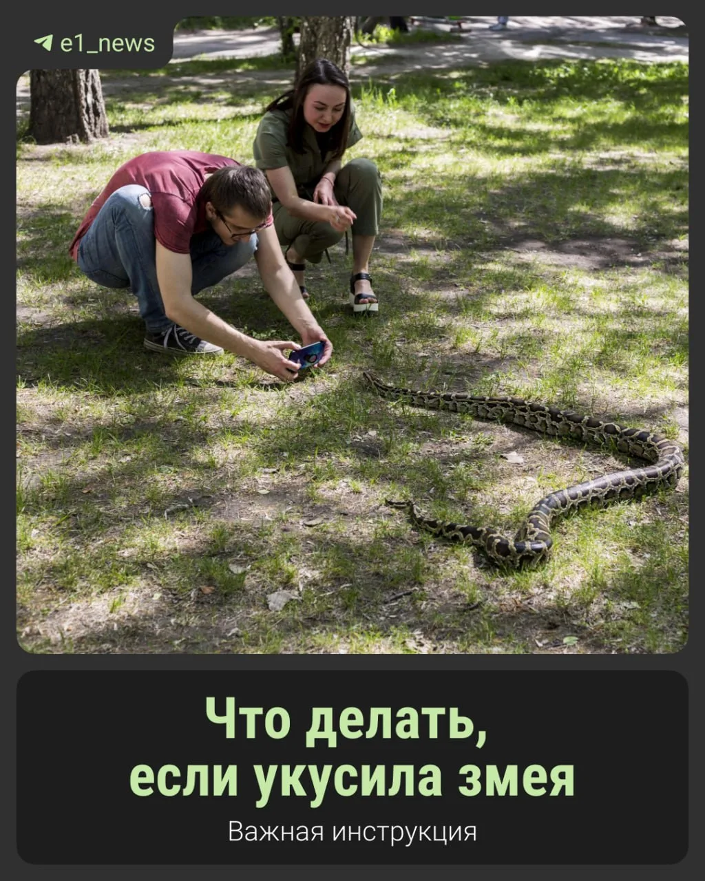 Что делать, если укусила змея?  С наступлением тепла многие выбираются на природу, где могут поджида