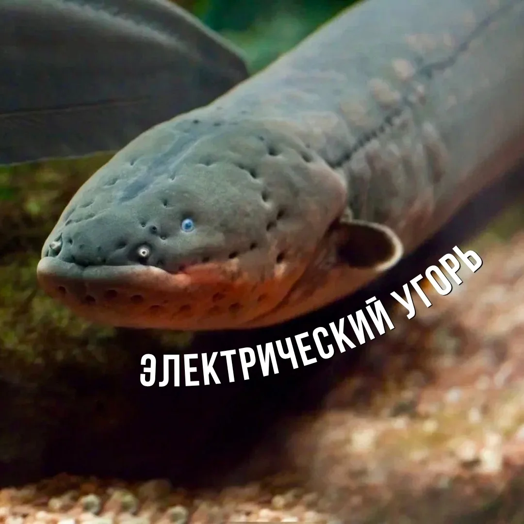Острожно: высокое напряжение ⚠ 3 факта об электрическом угре 😎

📍 Где живёт?
Населяет реки северо-