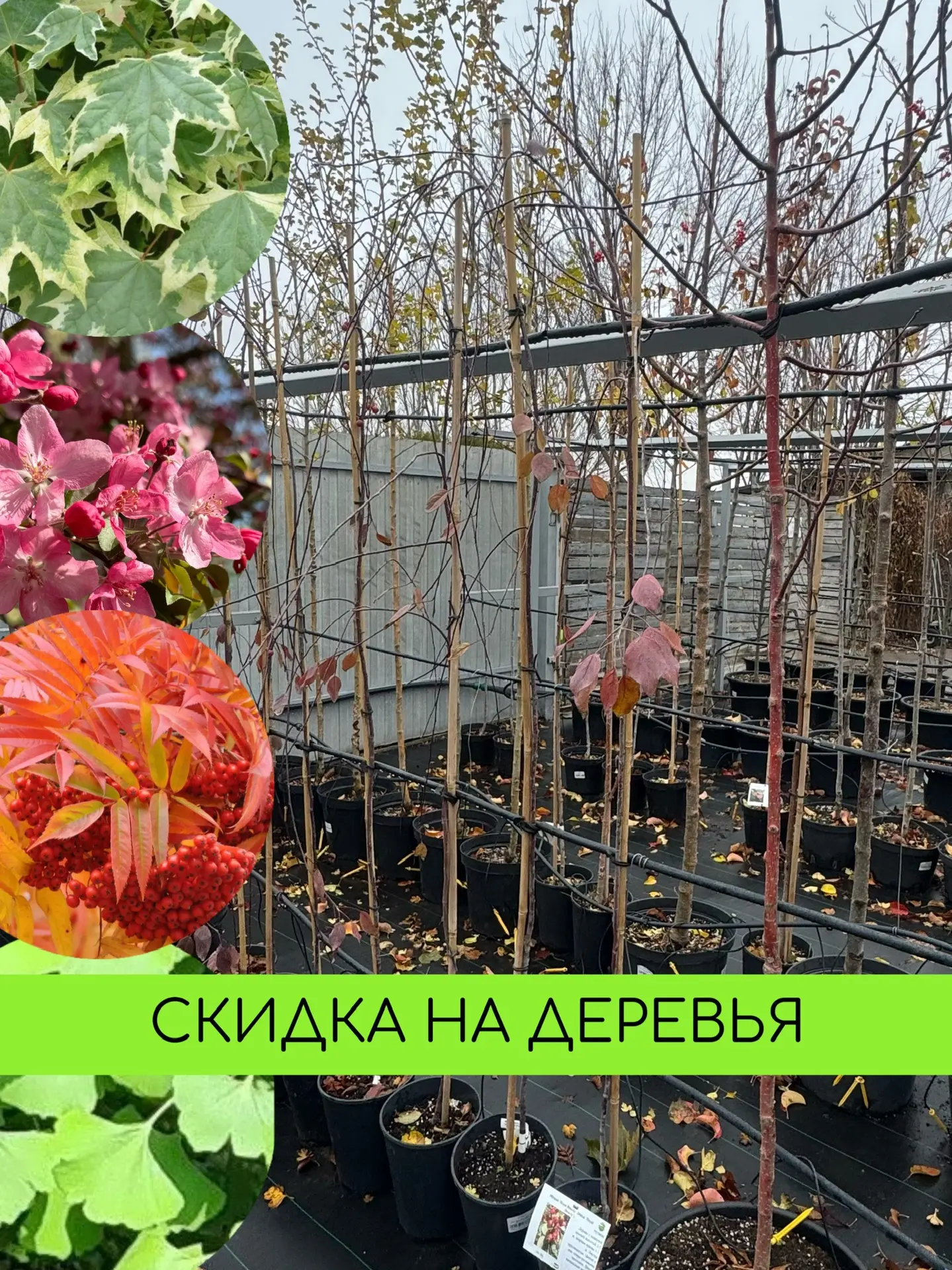 Скидки на деревья в садовом центре РОСТОВСАД!    🪏 Пока сохраняется плюсовая погода днем- можно сажа