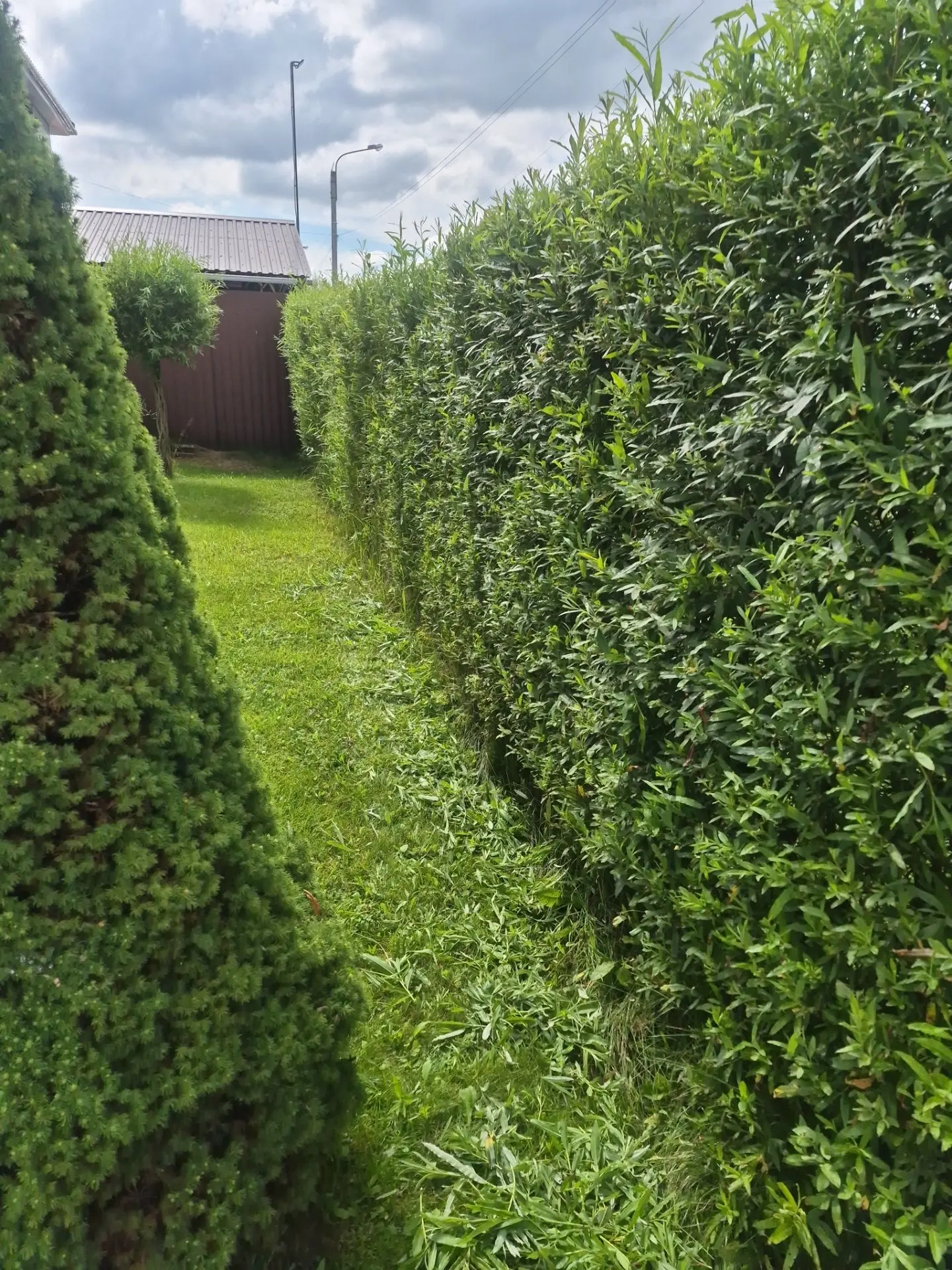 А вы подстригли свои изгороди,  деревья?