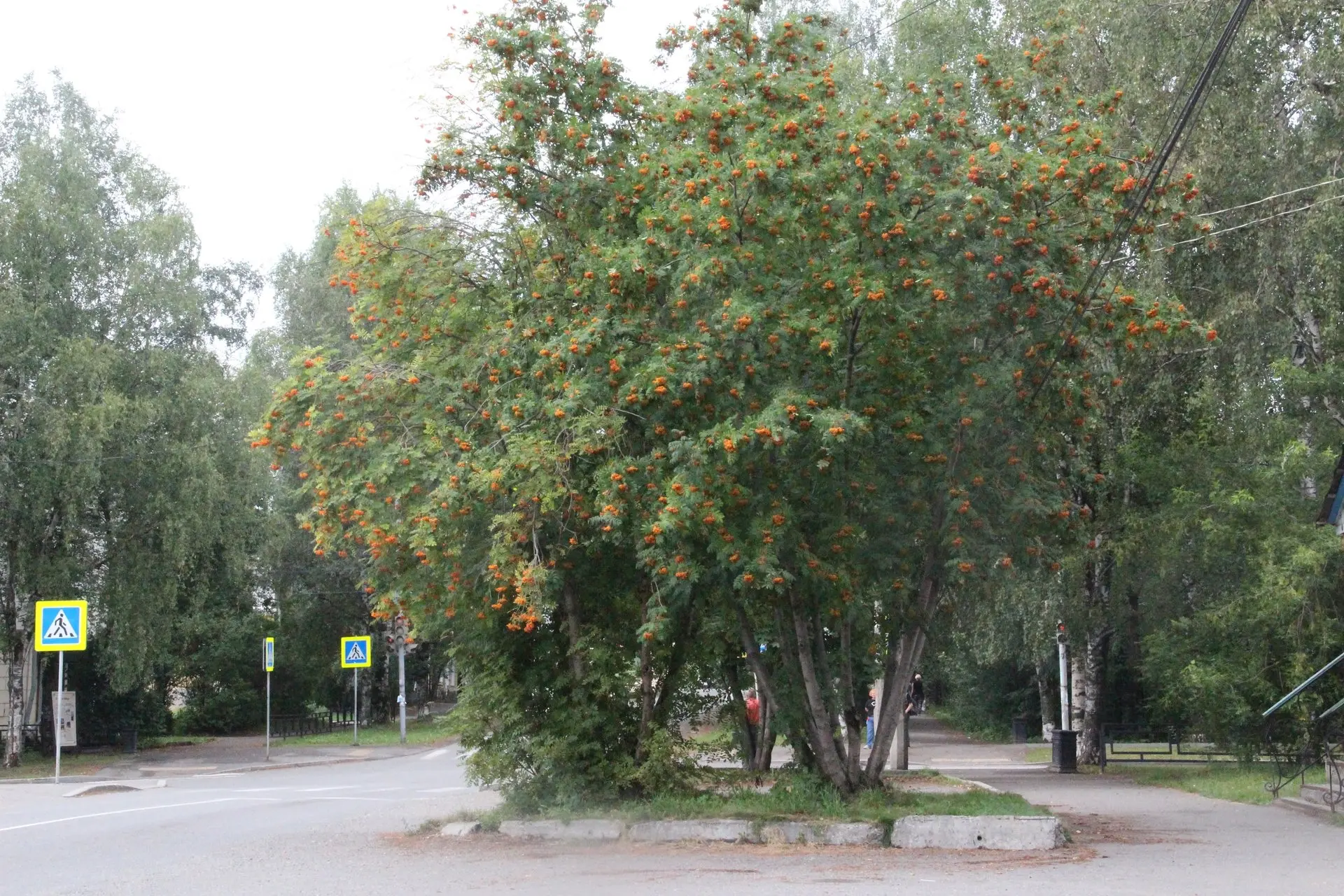 Рябина уже намекает на осень

Лето еще не закончилось, а рябина в городе уже вся в пока рыжих гроздь