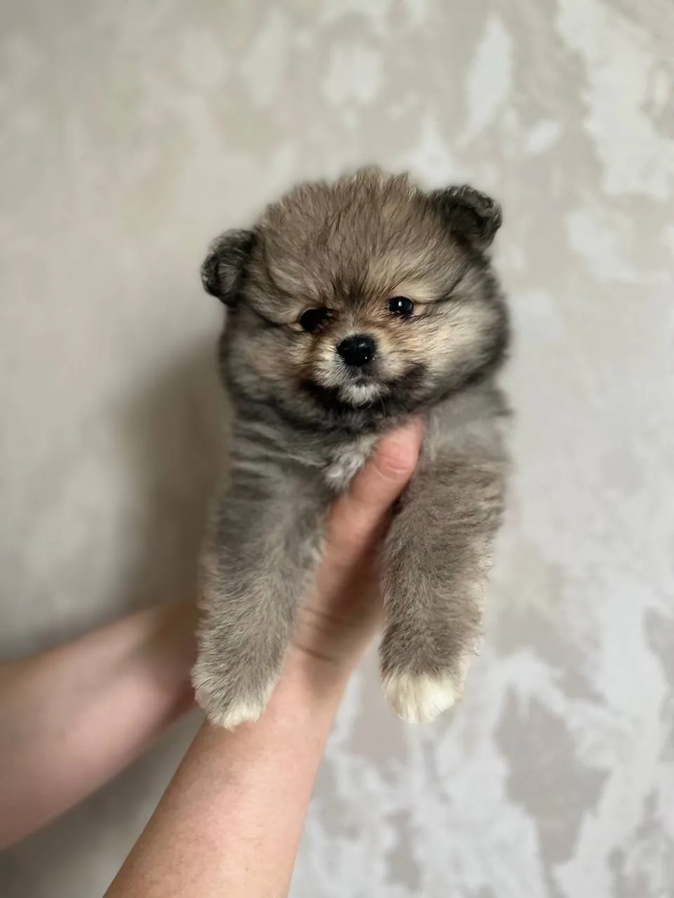 Щеночки померанского шпица и малого возраст два месяца вакцинированы , ветраспорт , дос...