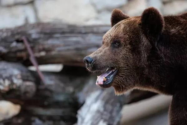 Пришел мусор выбросить, а там такой сосед. Я бы от страха угадилась точно