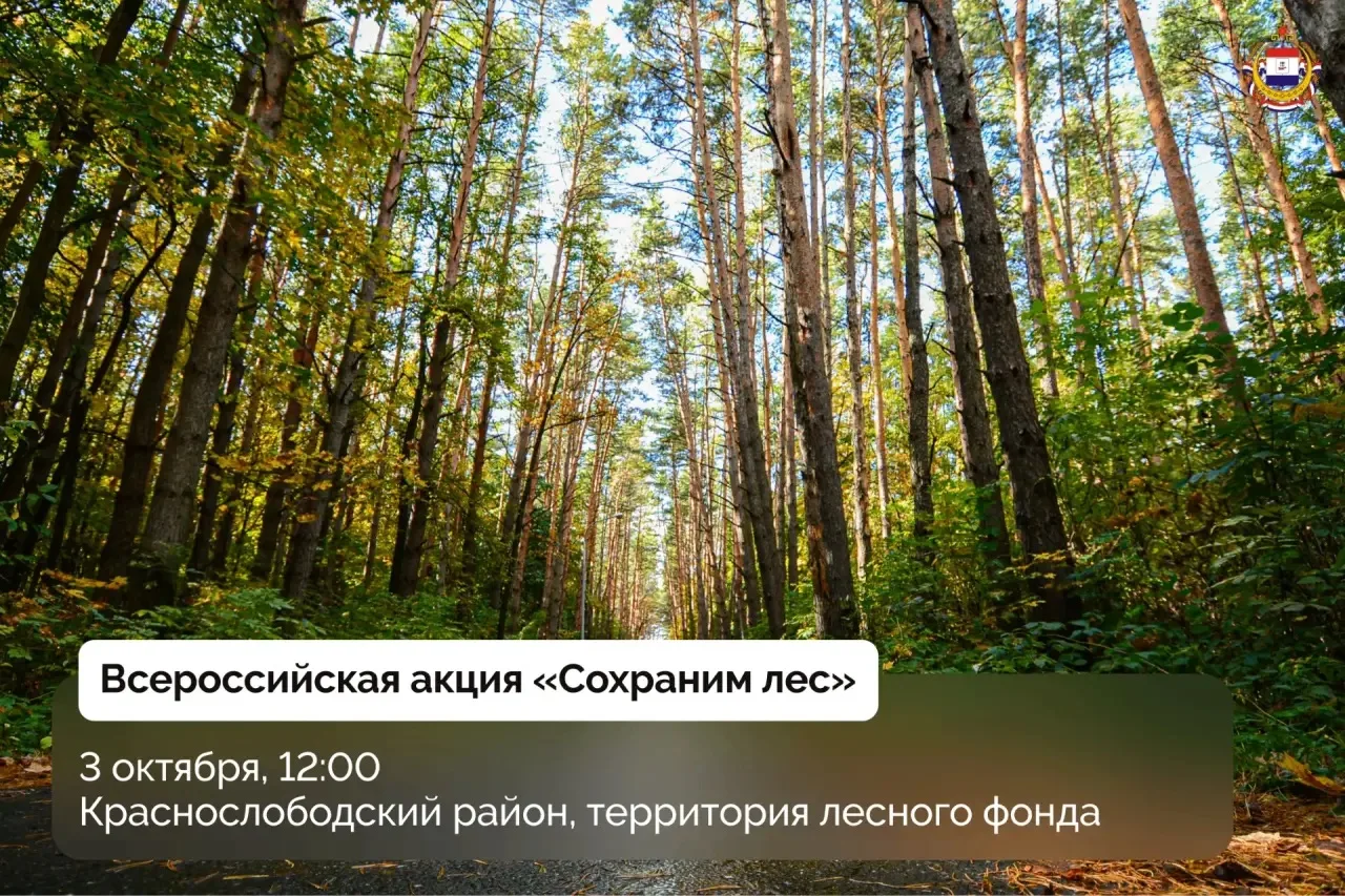 🌲 4000 сосен высадят в Мордовии