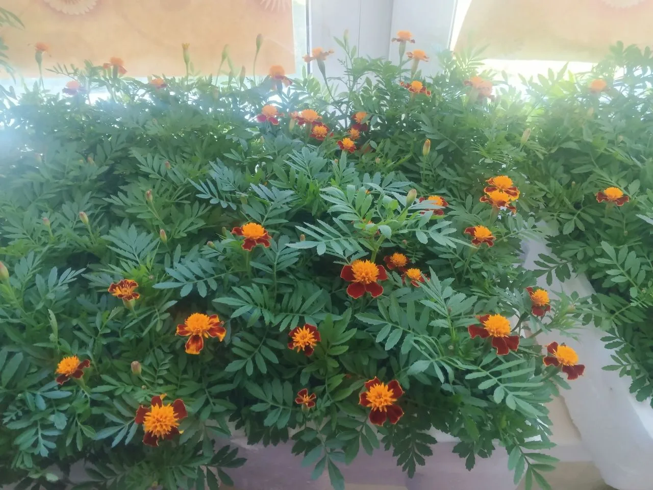 🌺13 июня сотрудники и специалисты Дома культуры провели запланированные работы по благоустройству и