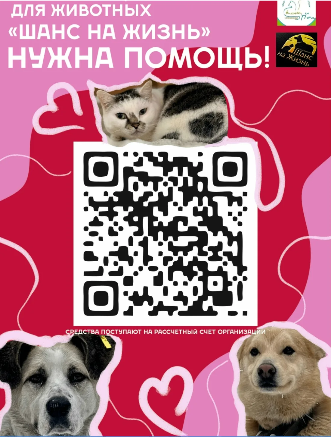Наши домашние любимцы дарят нам море радости, но за стенами сытых домов есть те, кому очень нужна на