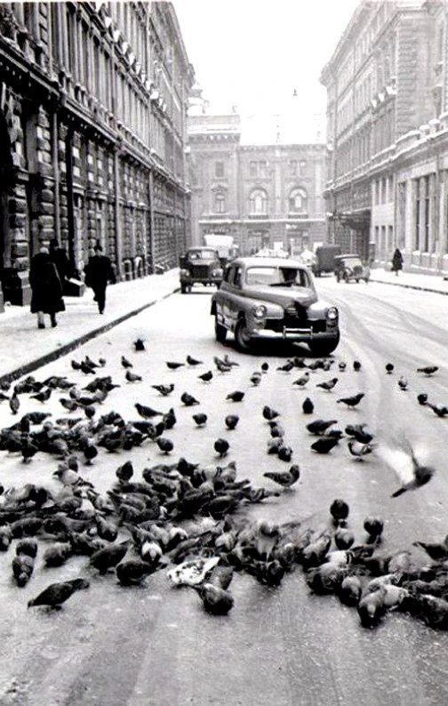 Голуби на улице Петровские линии, 1956 год.
@old_photo_msk