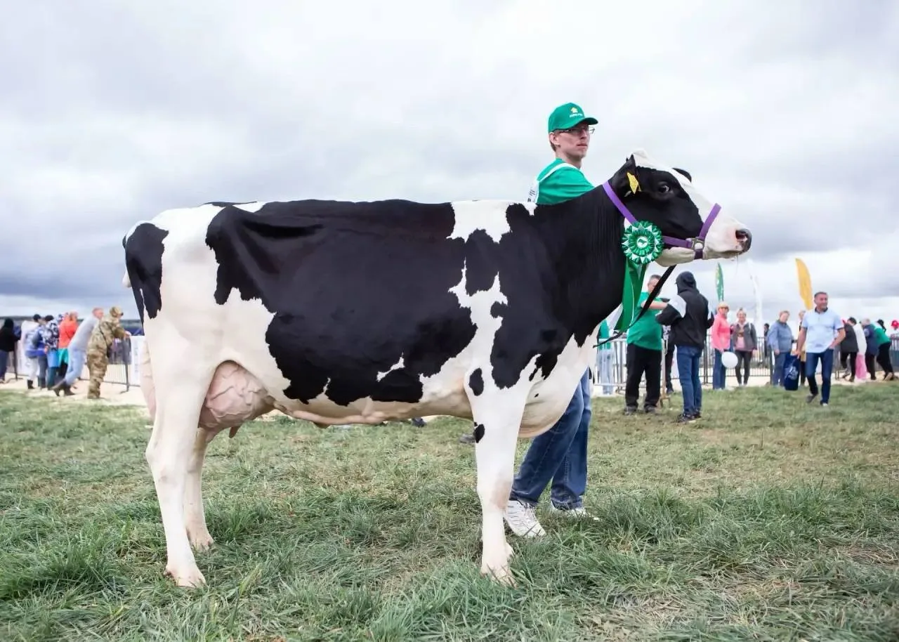 🐄 В Удмуртии развивают генетику в животноводстве — пример даёт корова Эля