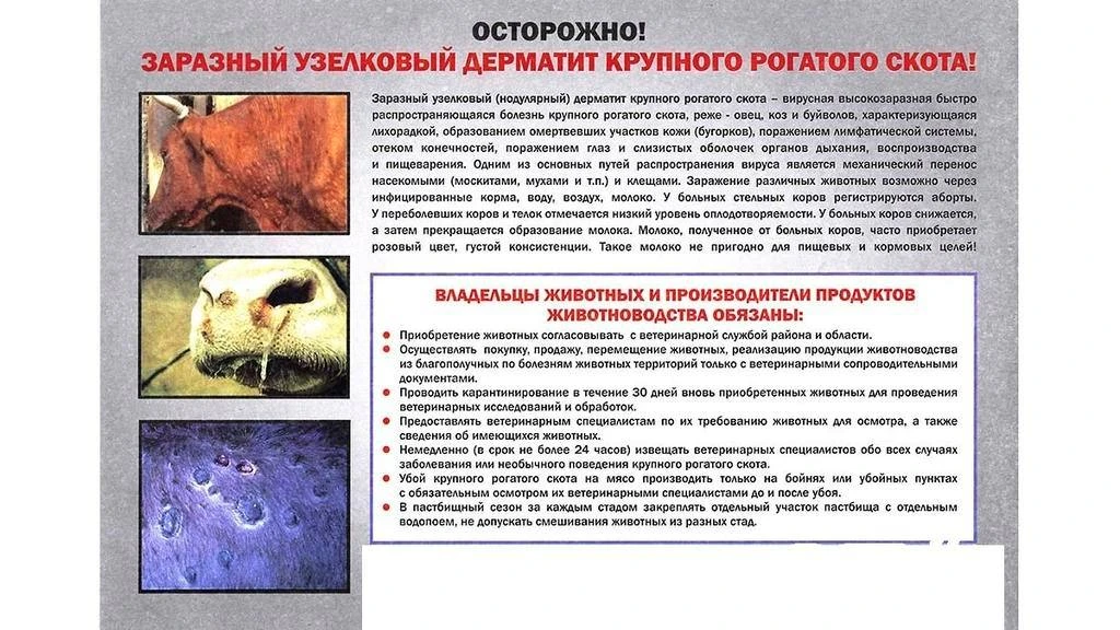 Для предотвращения заноса возбудителя заболевания всем владельцам животных необходимо: