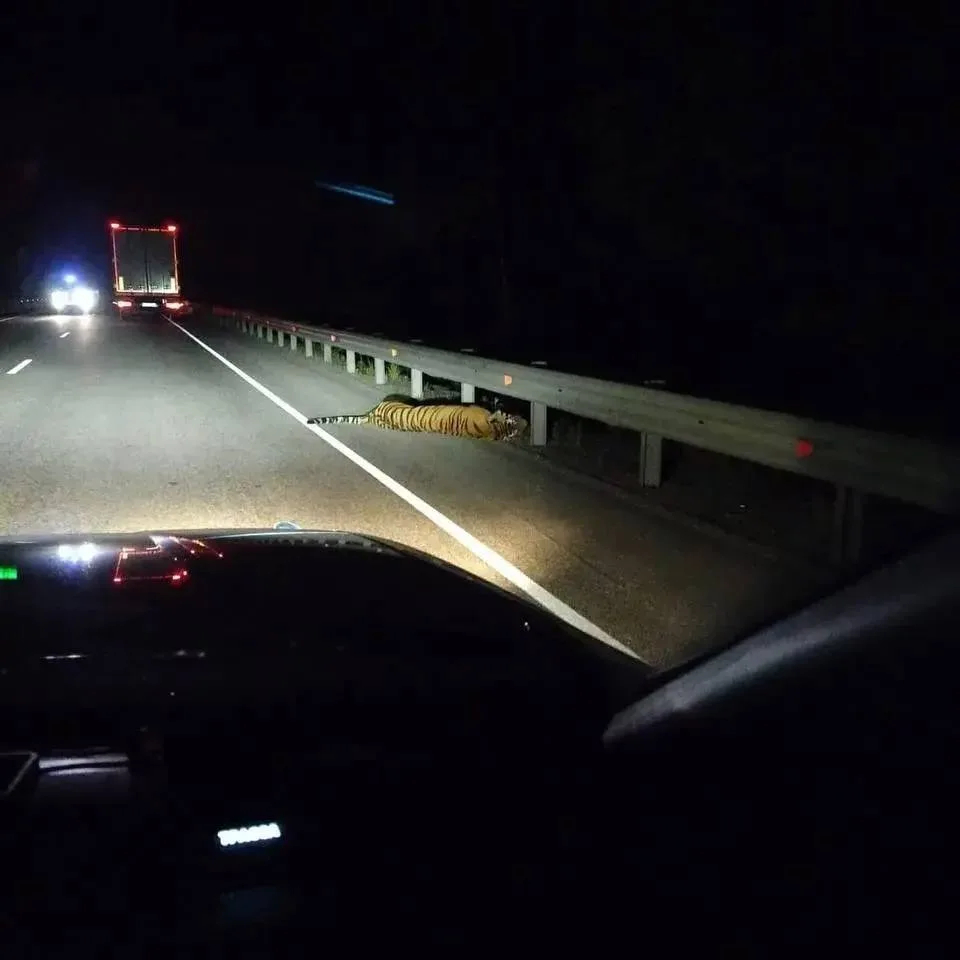 ⚡️Автомобиль наехал на тигра в ЕАО